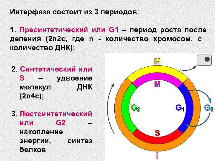 Какой цифрой на рисунке отмечен постсинтетический период жизненного цикла клетки