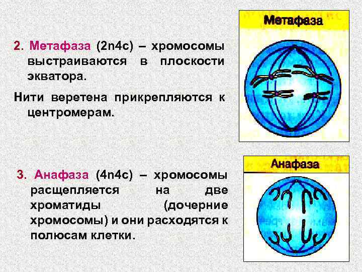 Нарисуйте хромосомы в метафазе митоза для организма с 2n 4 гетерозиготного по транслокации