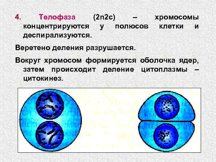 Назовите тип и фазу деления исходной диплоидной клетки изображенной на схеме