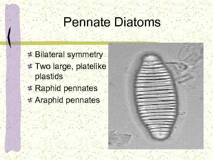 Pennate Diatoms Bilateral symmetry Two large, platelike plastids Raphid pennates Araphid pennates 