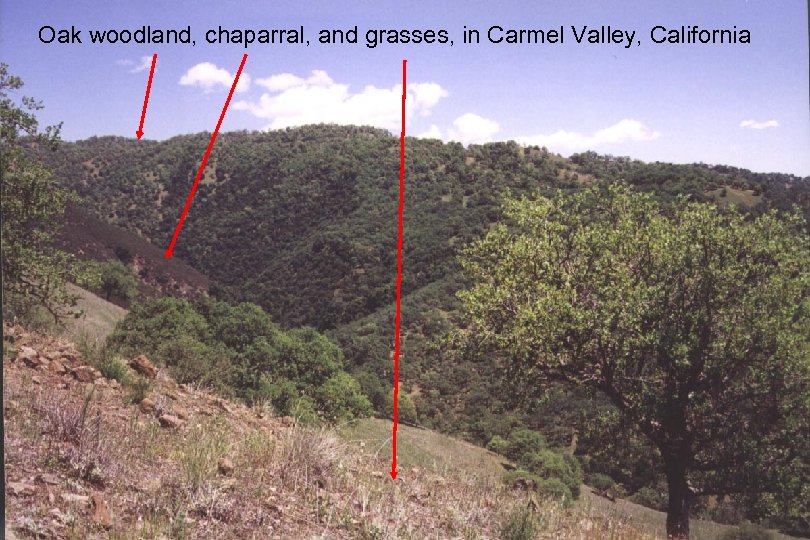 Oak woodland, chaparral, and grasses, in Carmel Valley, California 