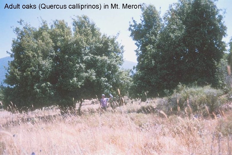 Adult oaks (Quercus calliprinos) in Mt. Meron 