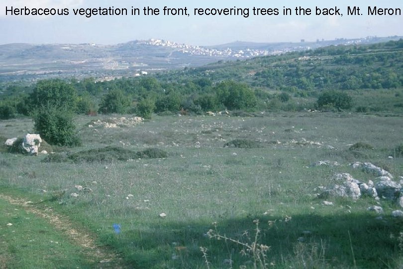 Herbaceous vegetation in the front, recovering trees in the back, Mt. Meron 