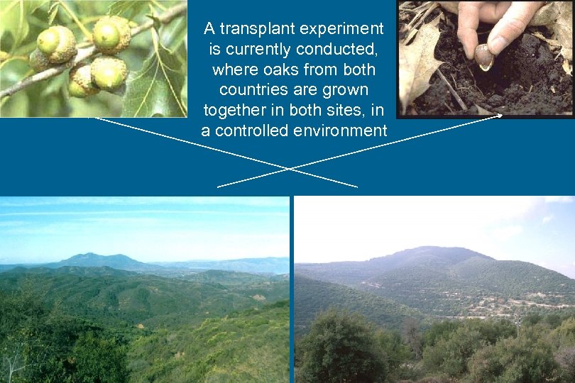 A transplant experiment is currently conducted, where oaks from both countries are grown together