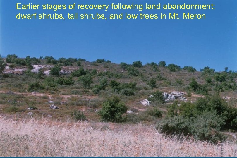 Earlier stages of recovery following land abandonment: dwarf shrubs, tall shrubs, and low trees