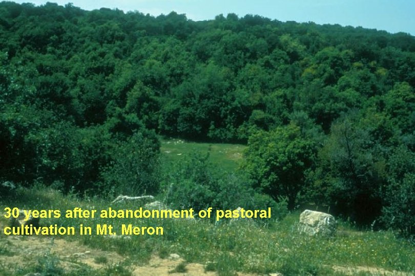 30 years after abandonment of pastoral cultivation in Mt. Meron 