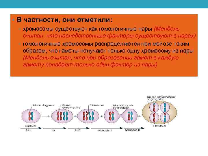  • В частности, они отметили: • хромосомы существуют как гомологичные пары (Мендель считал,