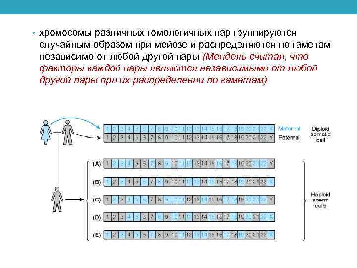  • хромосомы различных гомологичных пар группируются случайным образом при мейозе и распределяются по