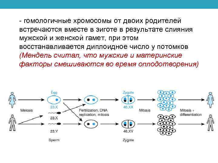  гомологичные хромосомы от двоих родителей встречаются вместе в зиготе в результате слияния мужской
