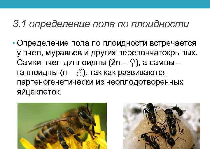 3. 1 определение пола по плоидности • Определение пола по плоидности встречается у пчел,