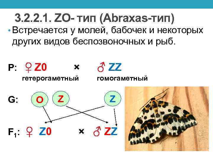 3. 2. 2. 1. ZO- тип (Abraxas-тип) • Встречается у молей, бабочек и некоторых