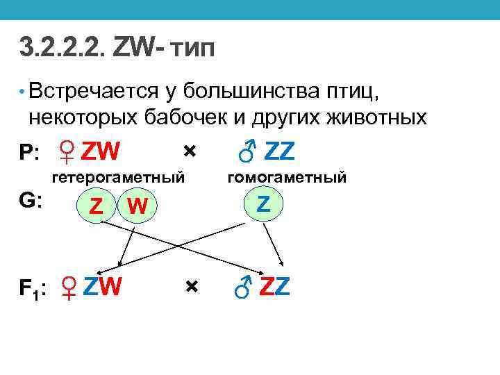 3. 2. 2. 2. ZW- тип • Встречается у большинства птиц, некоторых бабочек и