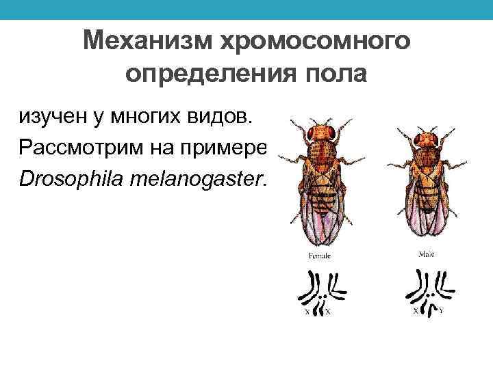 Механизм хромосомного определения пола изучен у многих видов. Рассмотрим на примере Drosophila melanogaster. 