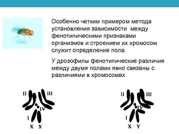 Особенно четким примером метода установления зависимости между фенотипическими признаками организмов и строением их хромосом