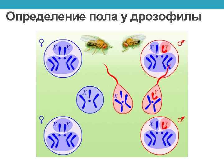 Рассмотрите рисунок на котором представлена схема хромосомной дифференциации пола у дрозофил