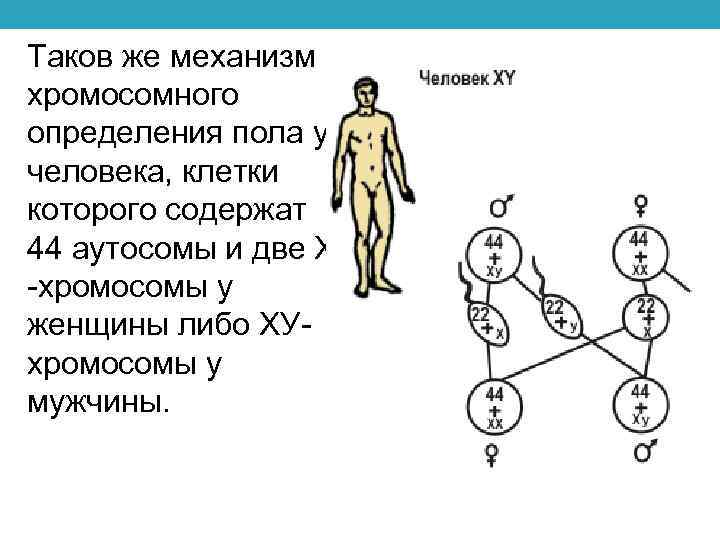 Таков же механизм хромосомного определения пола у человека, клетки которого содержат 44 аутосомы и