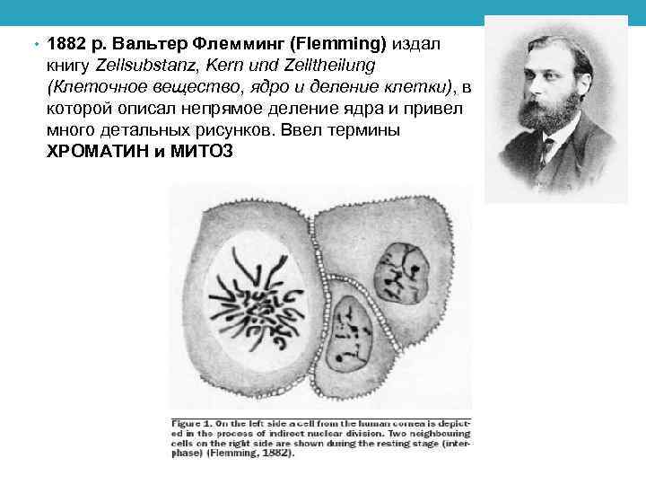  • 1882 р. Вальтер Флемминг (Flemming) издал книгу Zellsubstanz, Kern und Zelltheilung (Клеточное