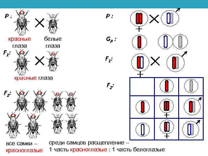 P: красные глаза F 1: белые глаза GP : F 1: красные глаза F