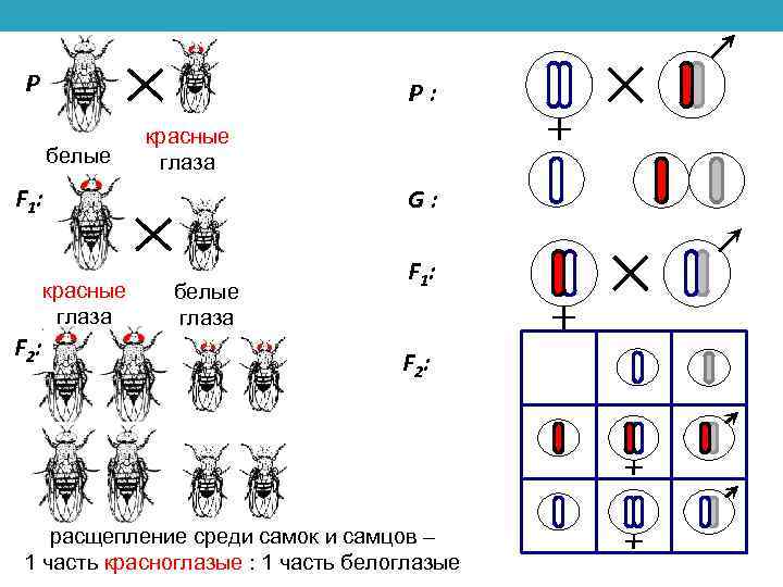 У дрозофилы красный