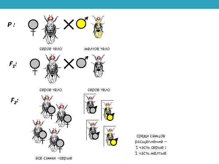 P: серое тело желтое тело серое тело F 1: F 2: все самки –серые
