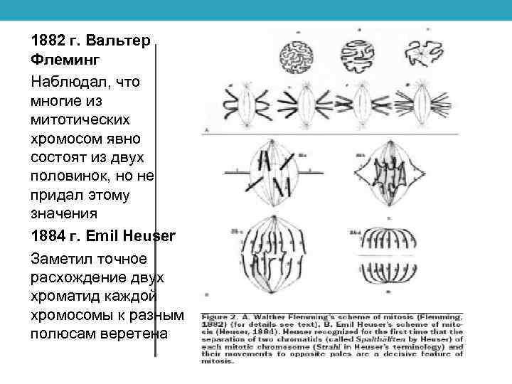 1882 г. Вальтер Флеминг Наблюдал, что многие из митотических хромосом явно состоят из двух