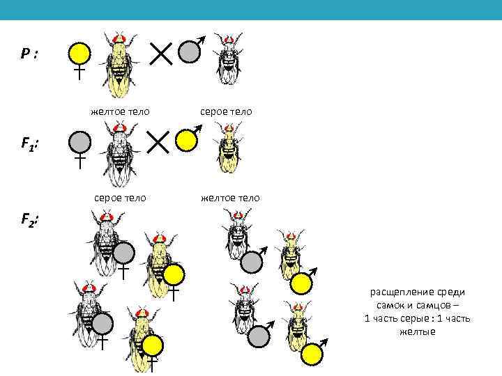 P: желтое тело серое тело F 1: серое тело желтое тело F 2: расщепление