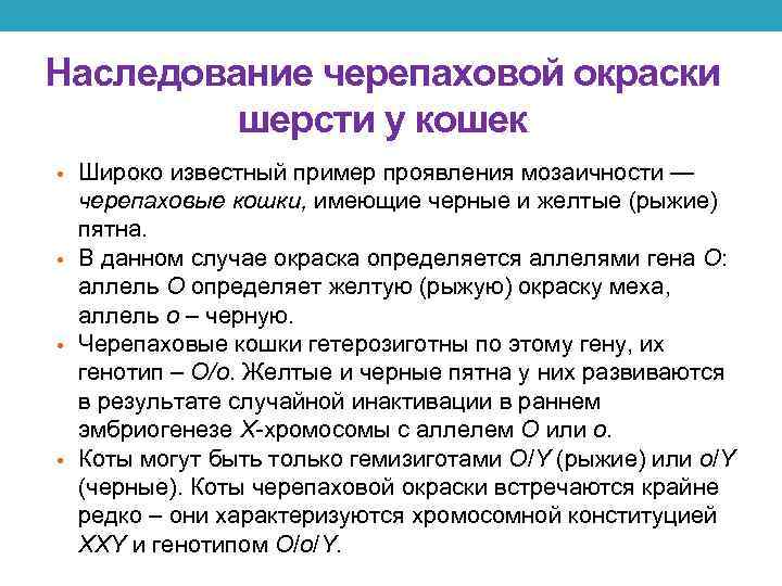 Наследование черепаховой окраски шерсти у кошек • Широко известный пример проявления мозаичности — черепаховые