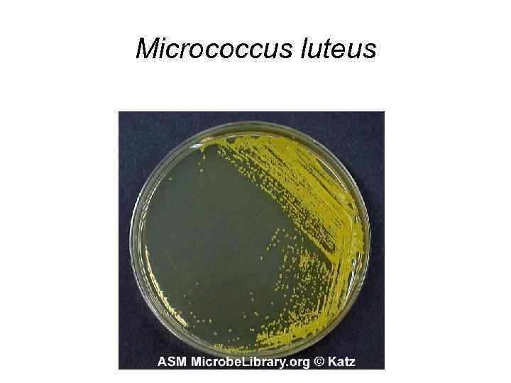 Micrococcus luteus 
