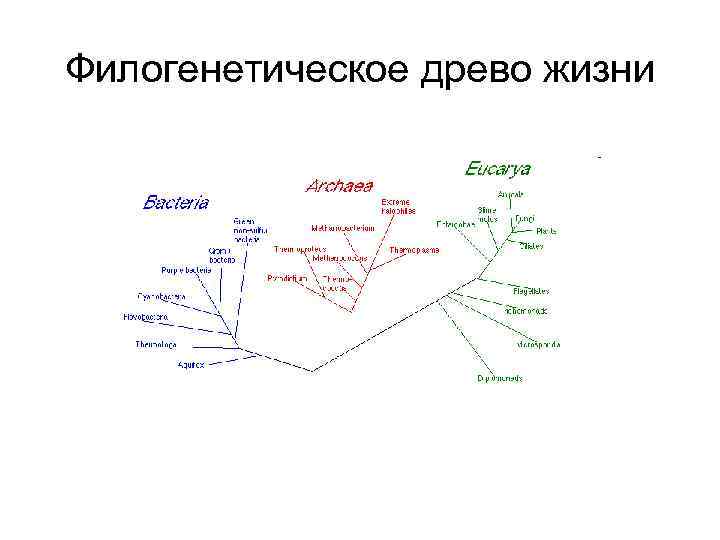 Филогенетическое древо жизни 