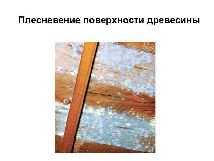 Плесневение поверхности древесины 