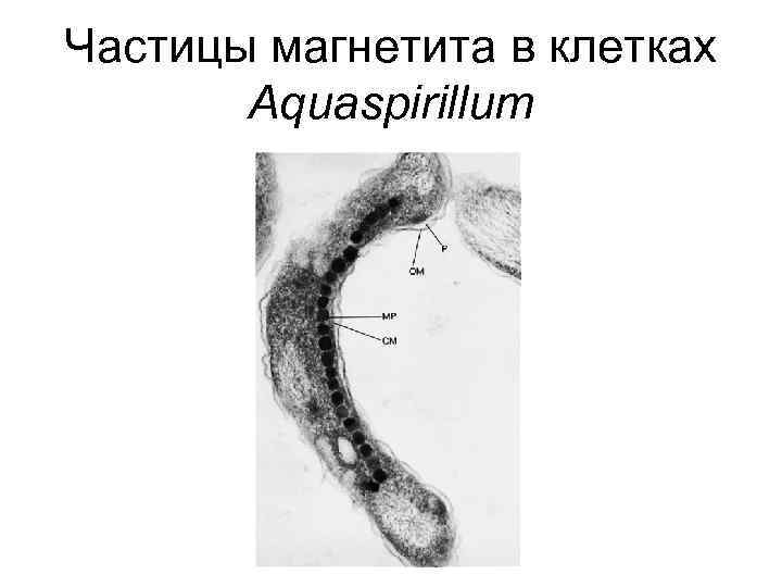 Частицы магнетита в клетках Aquaspirillum 
