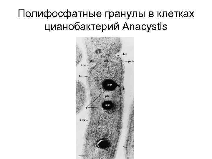 Полифосфатные гранулы в клетках цианобактерий Anacystis 