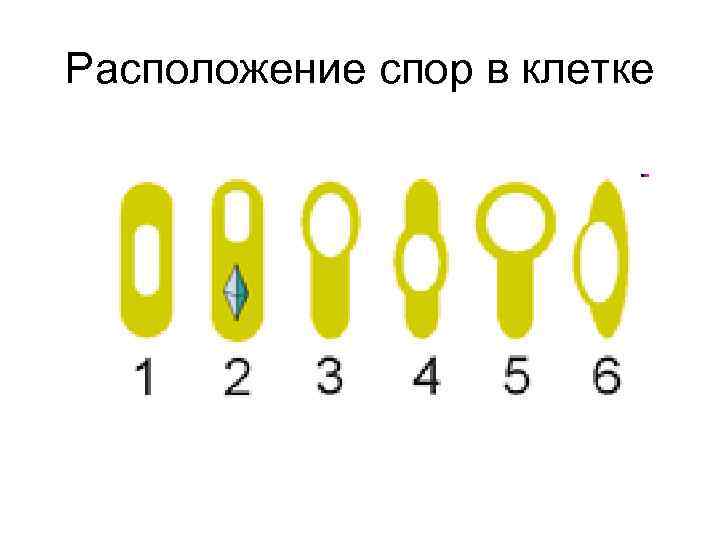 Расположение спор в клетке 