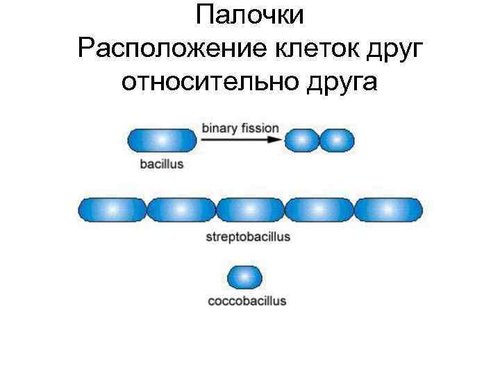 Палочки Расположение клеток друг относительно друга 