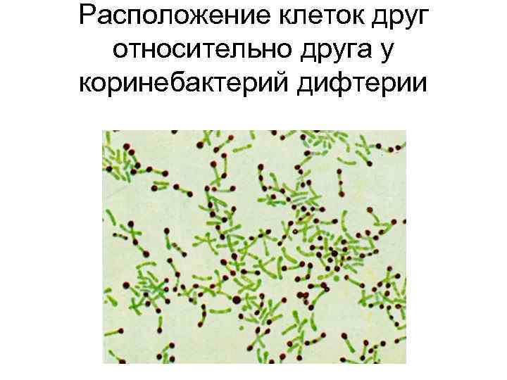 Расположение клеток друг относительно друга у коринебактерий дифтерии ПОД УГЛОМ 