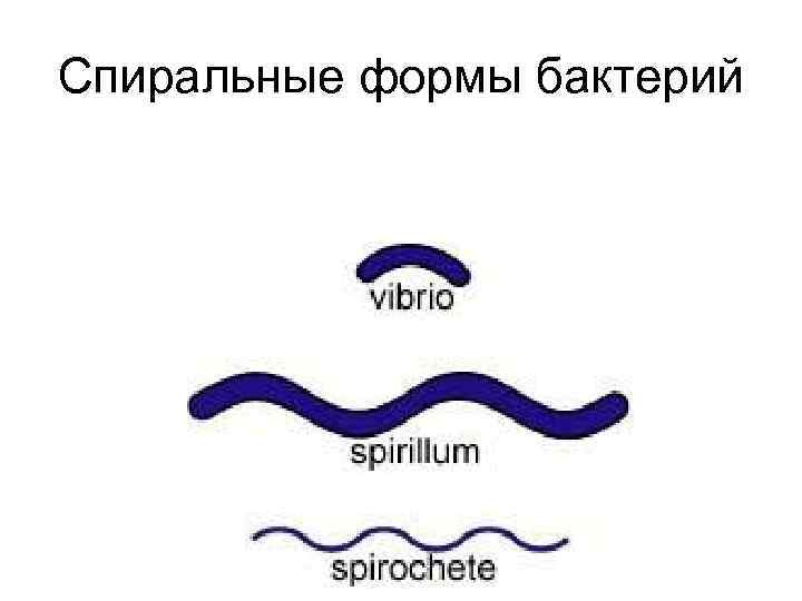 Спиральные формы бактерий 