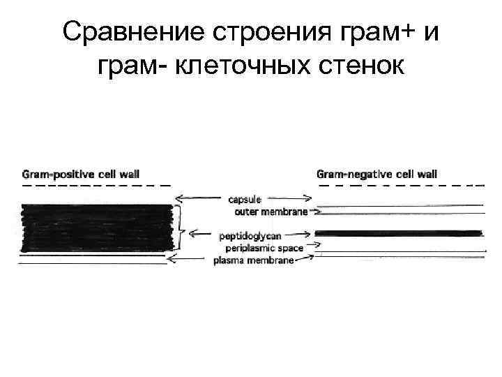 Сравнение строения грам+ и грам- клеточных стенок 