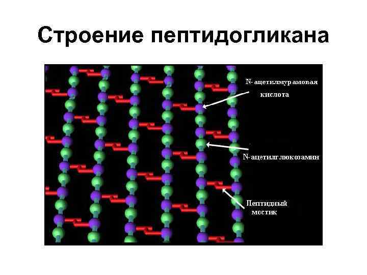 Строение пептидогликана 
