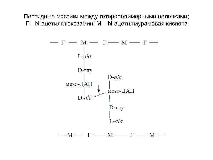 Пептидные мостики между гетерополимерными цепочками; Г – N-ацетилглюкозамин: М – N-ацетилмурамовая кислота 