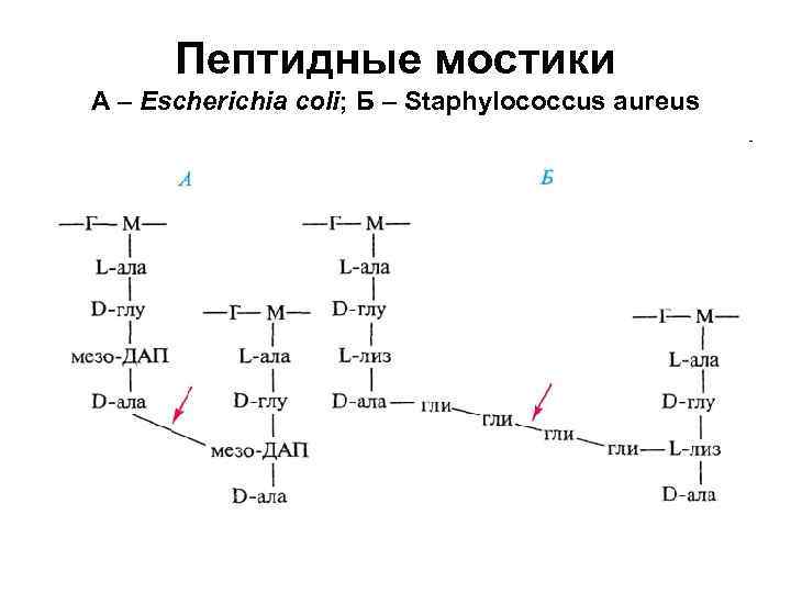 Пептидные мостики А – Escherichia coli; Б – Staphylococcus aureus 