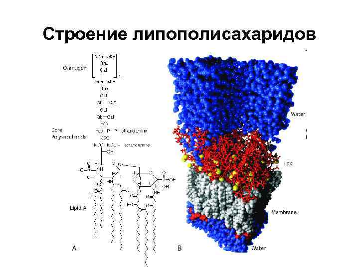 Липополисахарид. Структура липополисахарида грамотрицательных бактерий. Липополисахарид клеточной стенки. Функции липополисахарида грамотрицательных бактерий. Строение липополисахарида грамотрицательных бактерий.