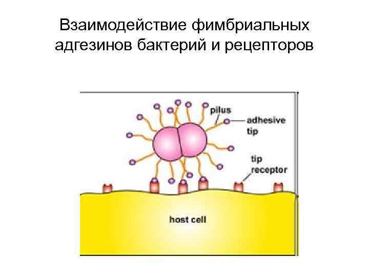 Взаимодействие фимбриальных адгезинов бактерий и рецепторов 