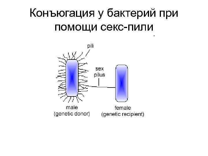 Процесс происходящий у бактерий. Типы конъюгации у бактерий. Процесс конъюгации у бактерий. Механизм конъюгации у бактерий. Конъюгация бактерий микробиология.