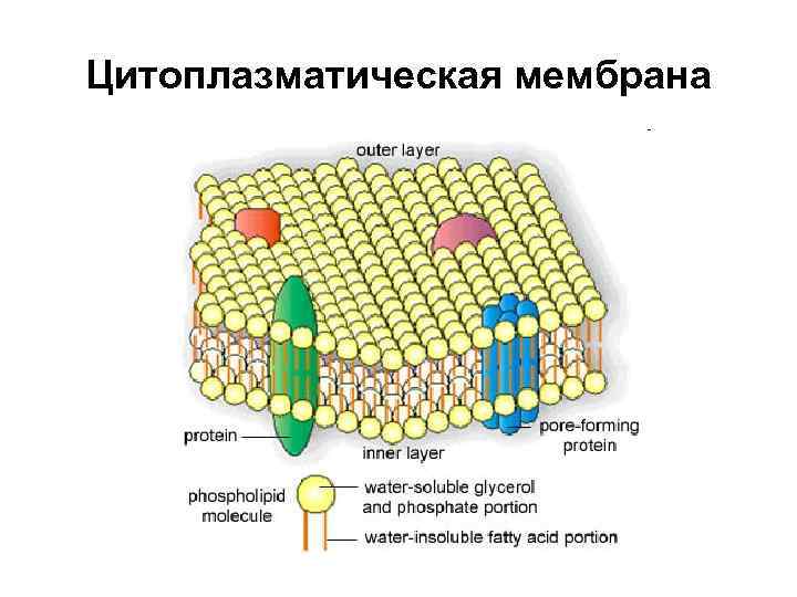 Цитоплазматическая мембрана рисунок