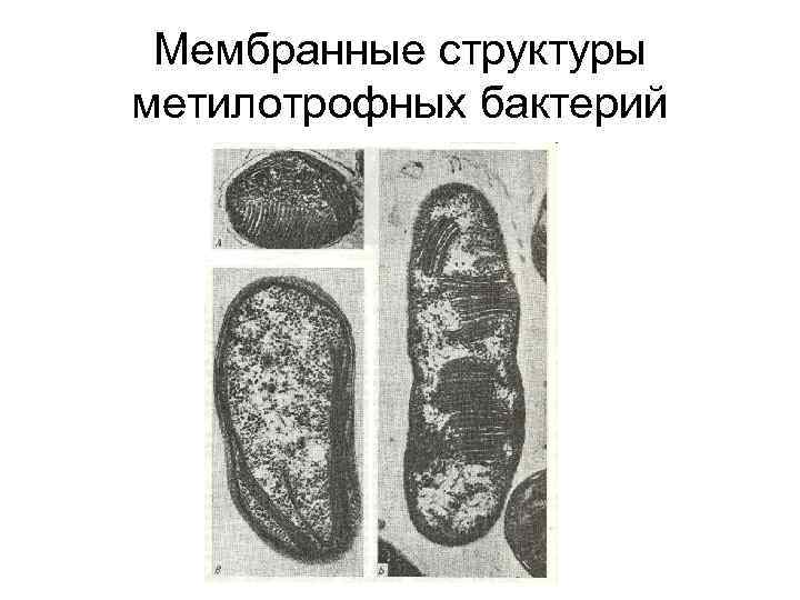 Мембранные структуры метилотрофных бактерий 