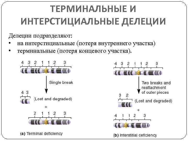 ТЕРМИНАЛЬНЫЕ И ИНТЕРСТИЦИАЛЬНЫЕ ДЕЛЕЦИИ Делеции подразделяют: • на интерстициальные (потеря внутреннего участка) • терминальные