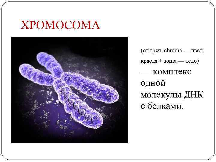 ХРОМОСОМА (от греч. chroma — цвет, краска + soma — тело) — комплекс одной