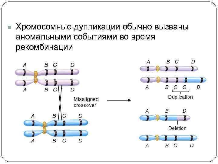 Хромосомные мутации схемы