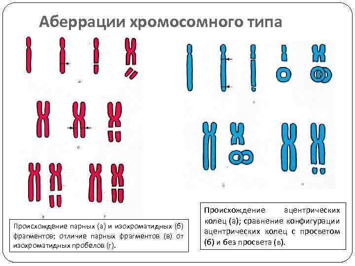 Хромосомные мутации примеры