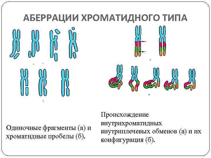 Мутации хромосом